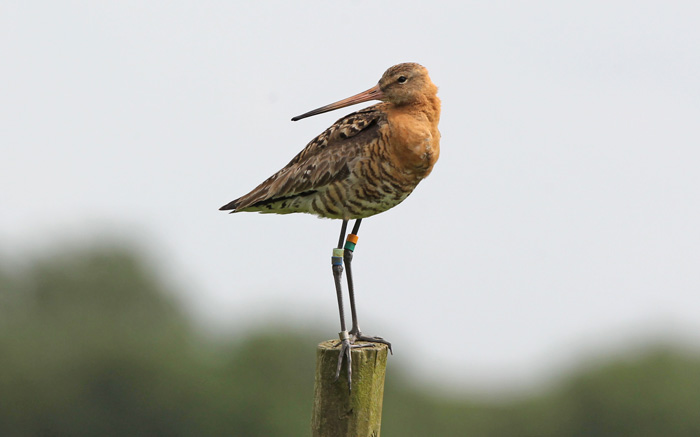 Continental Black-tailed Godwit