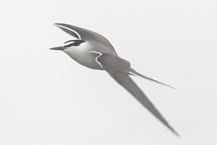 Bridled Tern
