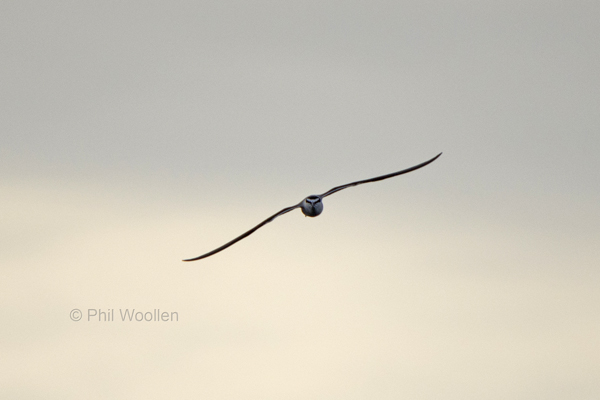 Bridled Tern
