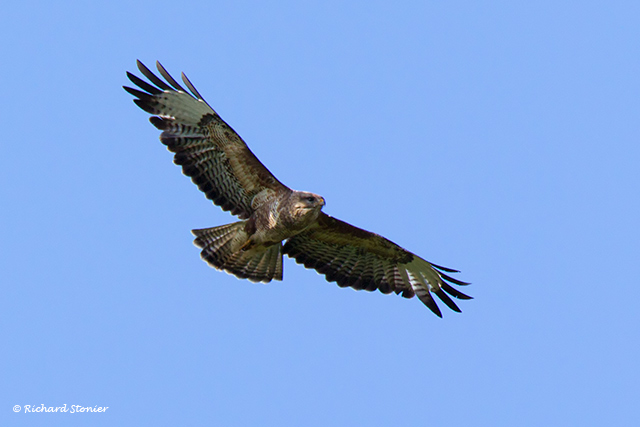 Buzzard