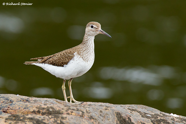 Common Sandpiper