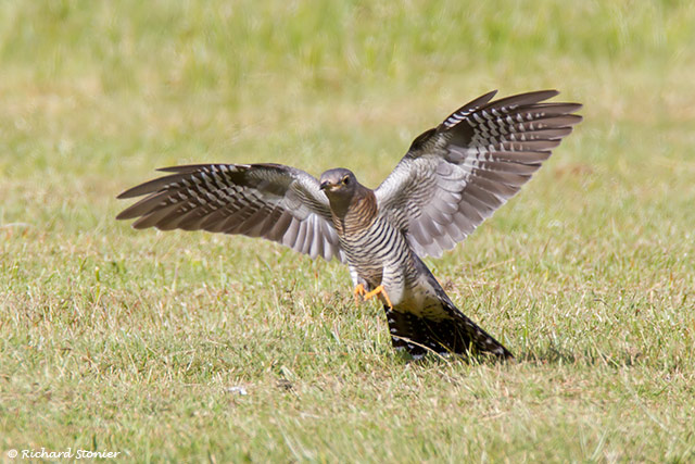 Cuckoo