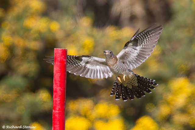 Cuckoo