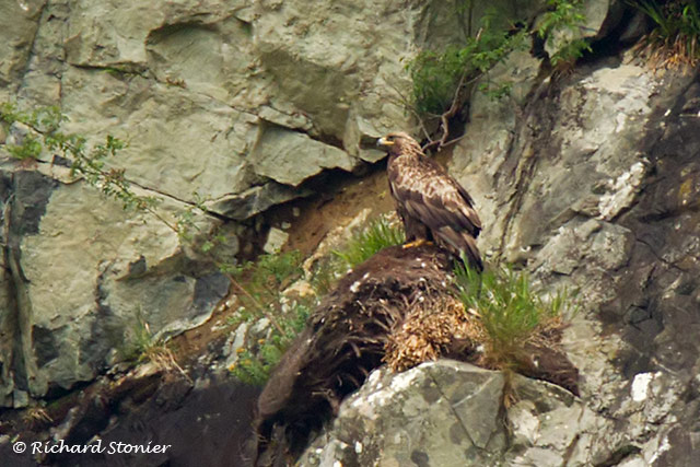 Golden Eagle