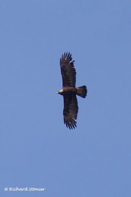Golden Eagle
