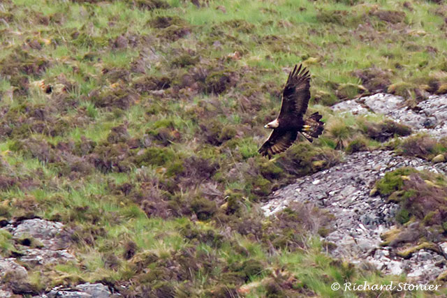 Golden Eagle