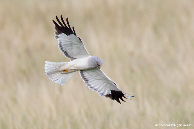 Hen Harrier