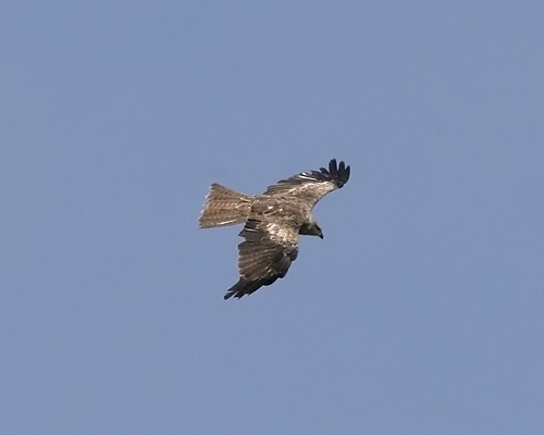 Black Kite