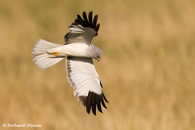 Hen Harrier