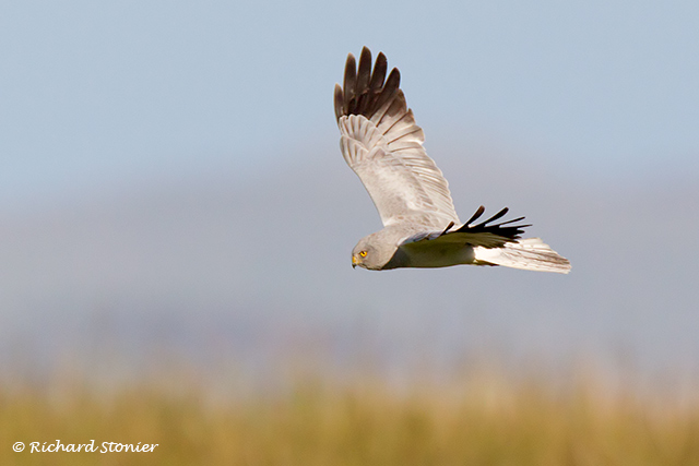 Hen Harrier