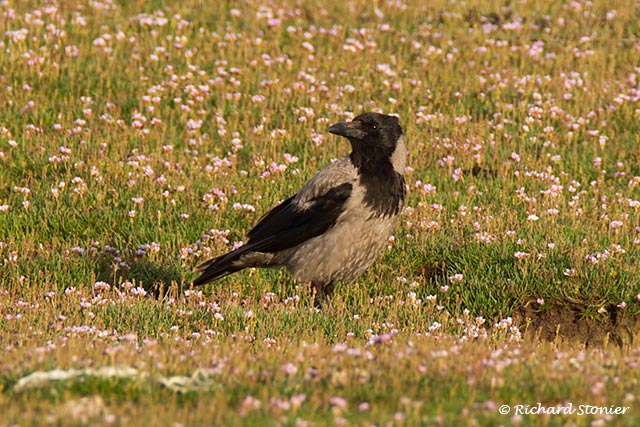 Hooded Crow