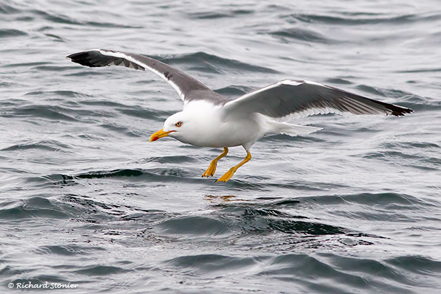 Lesser Black-backed Gull