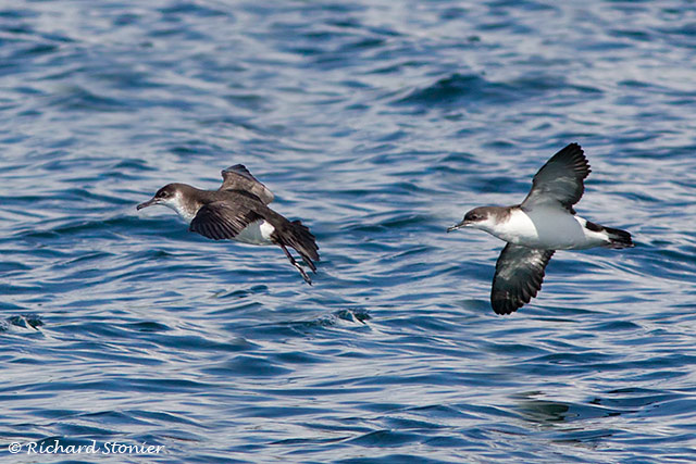 Manx Shearwater