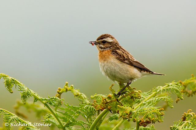 Whinchat