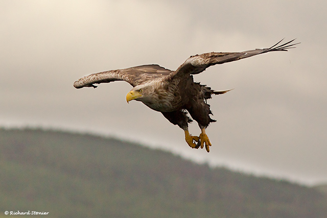 White-tailed Eagle