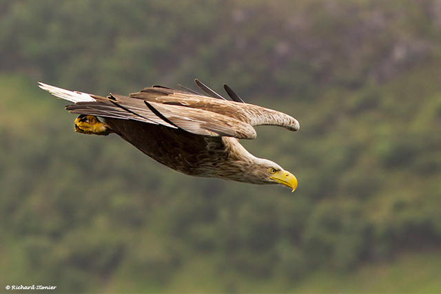 White-tailed Eagle