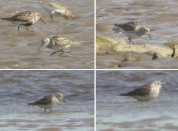 White-rumped Sandpiper