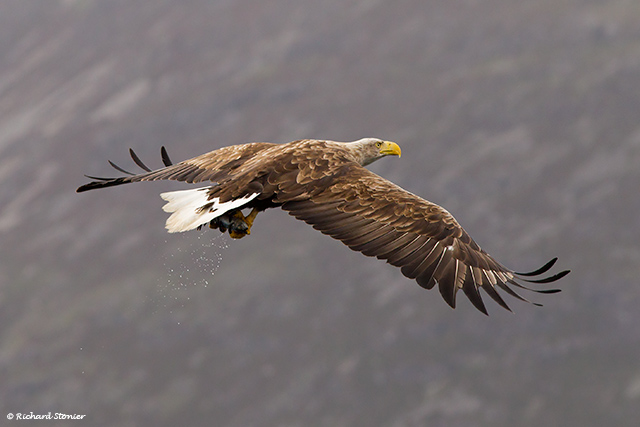 White-tailed Eagle