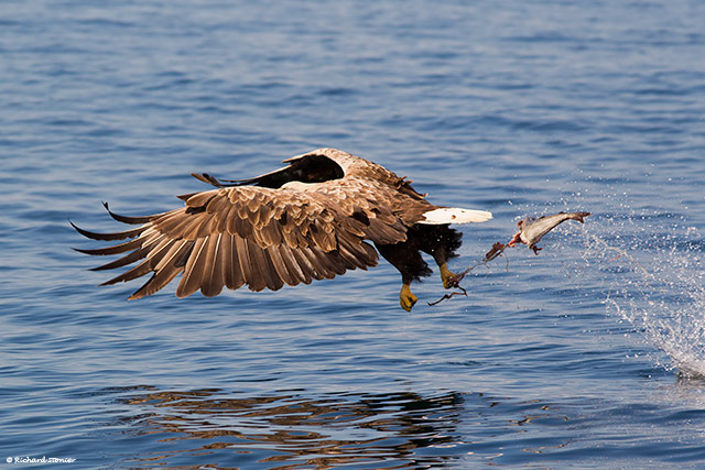 White-tailed Eagle