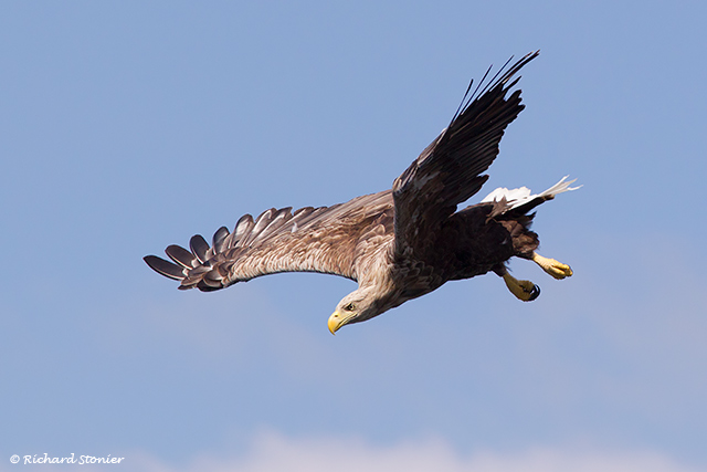 White-tailed Eagle