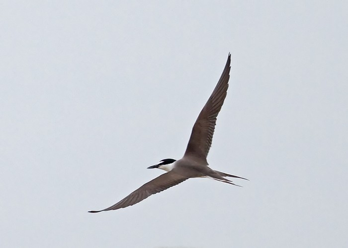Bridled Tern