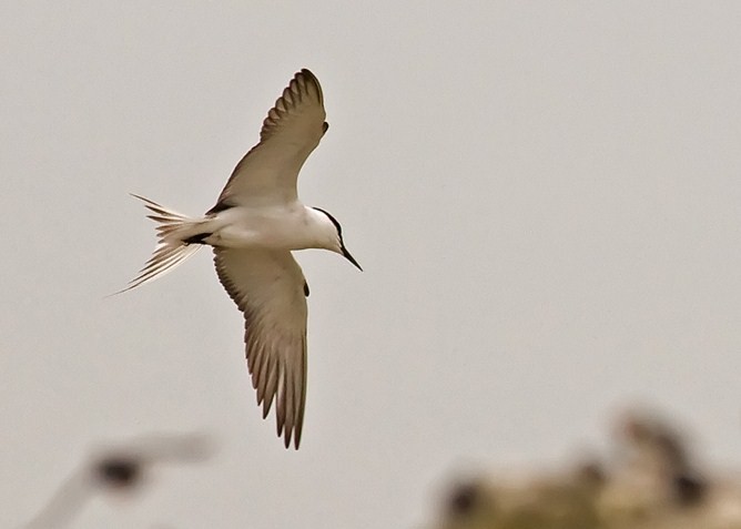 Bridled Tern