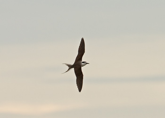 Bridled Tern