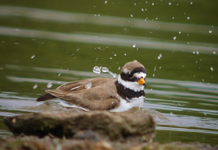 Ringed Plover