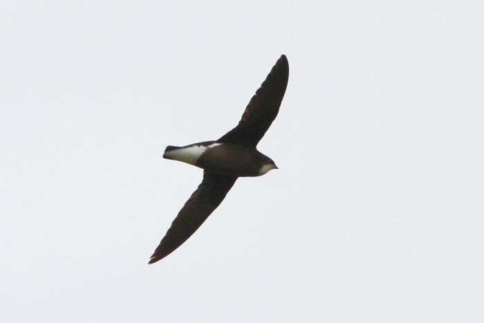 White-throated Needletail