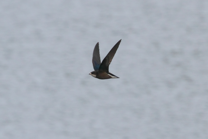 White-throated Needletail