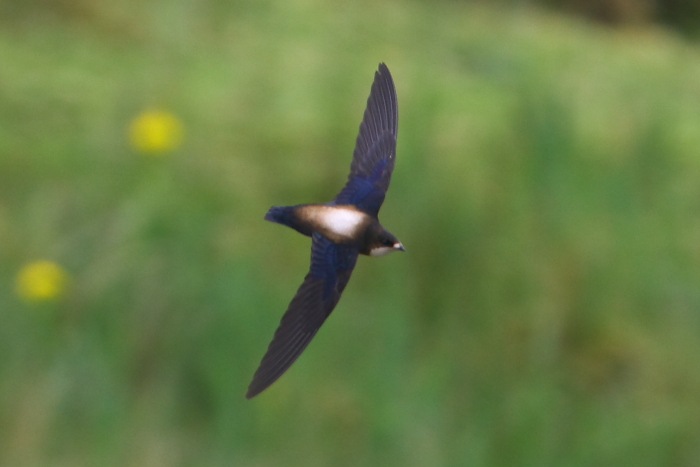 White-throated Needletail