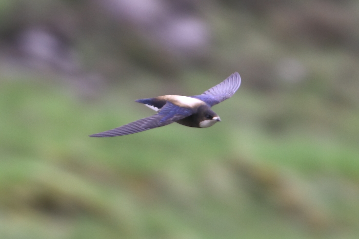 White-throated Needletail