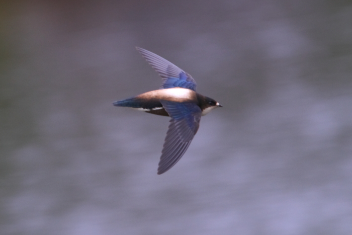 White-throated Needletail