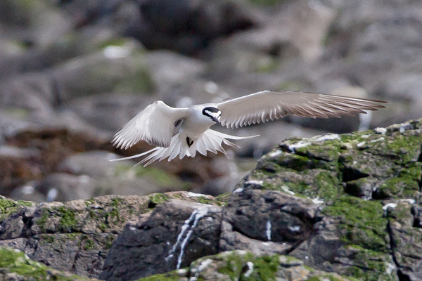 Bridled Tern