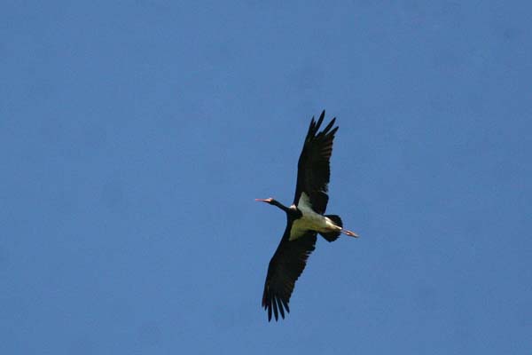 Black Stork
