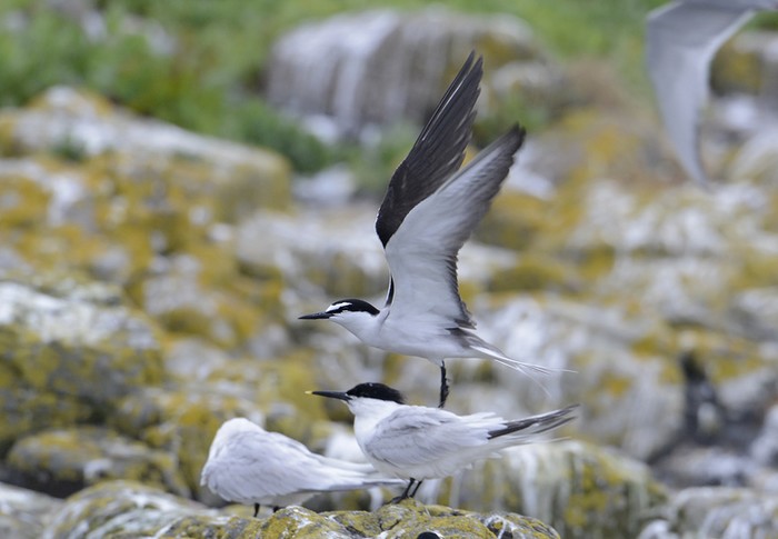 Bridled Tern
