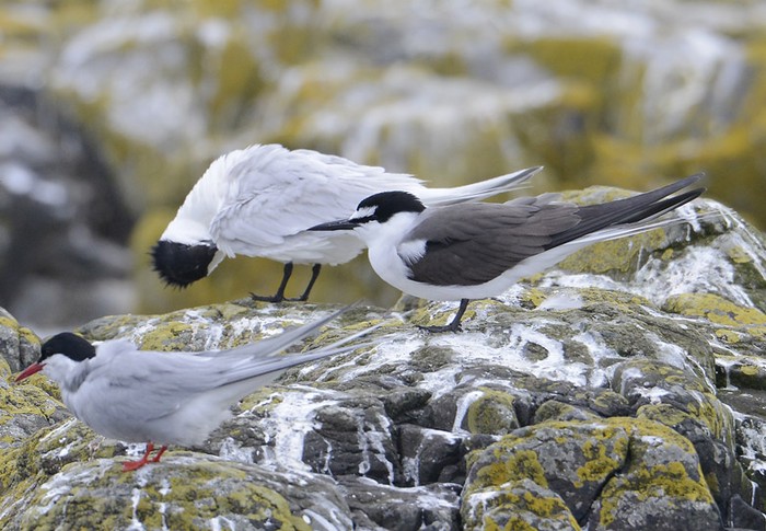 Bridled Tern