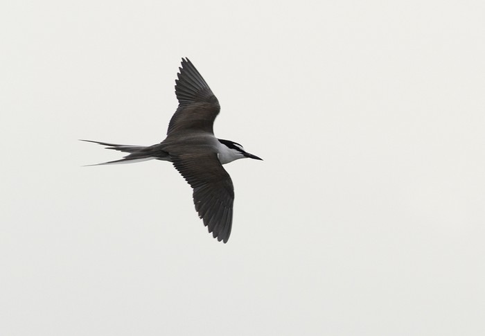 Bridled Tern