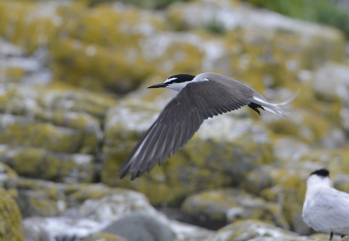 Bridled Tern