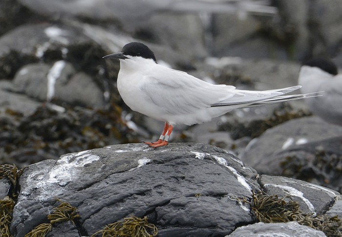 Roseate Tern