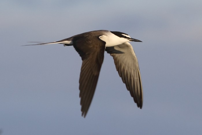Bridled Tern