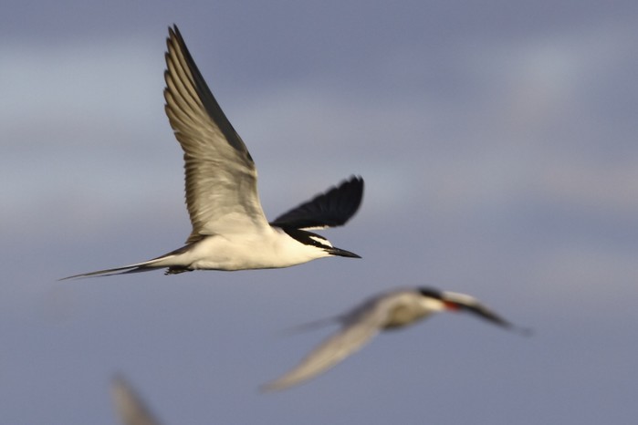 Bridled Tern