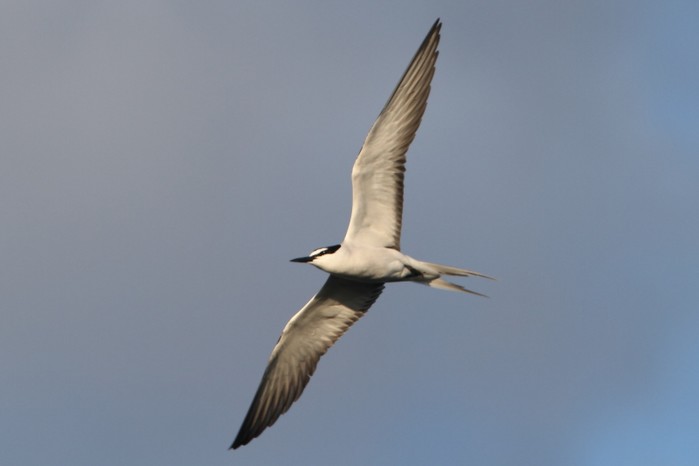 Bridled Tern