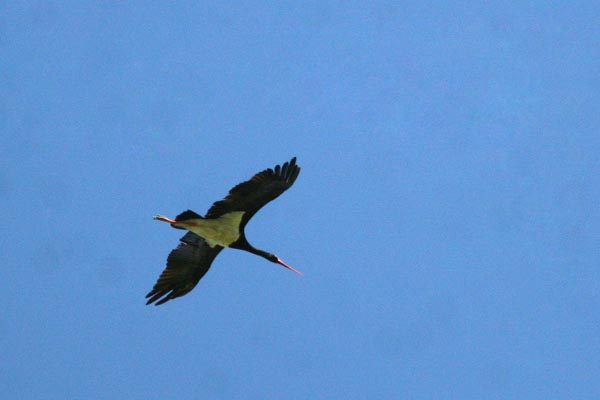 Black Stork
