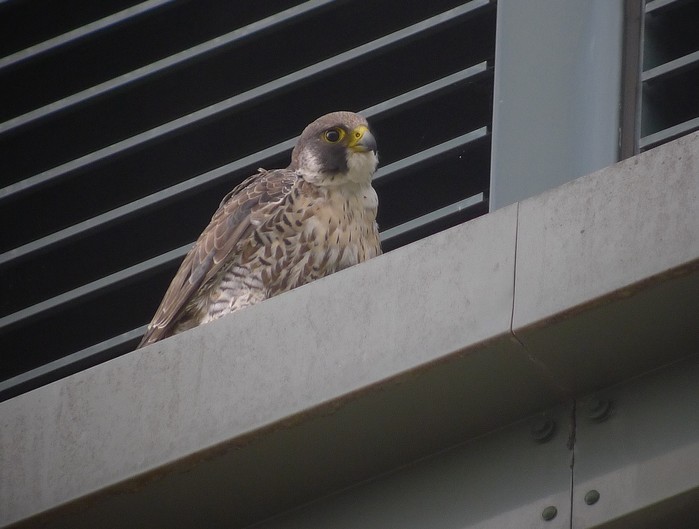 Peregrine