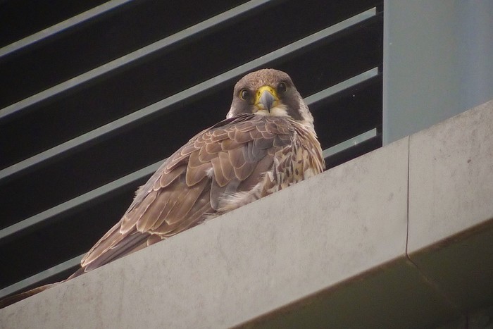 Peregrine