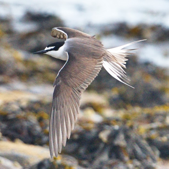 Bridled Tern