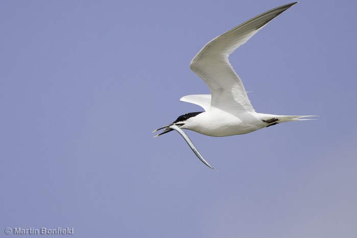 Sandwich Tern
