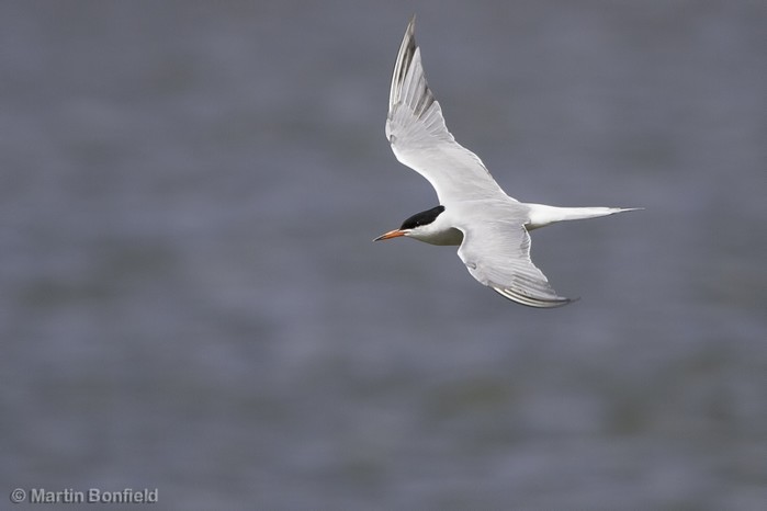 Common Tern