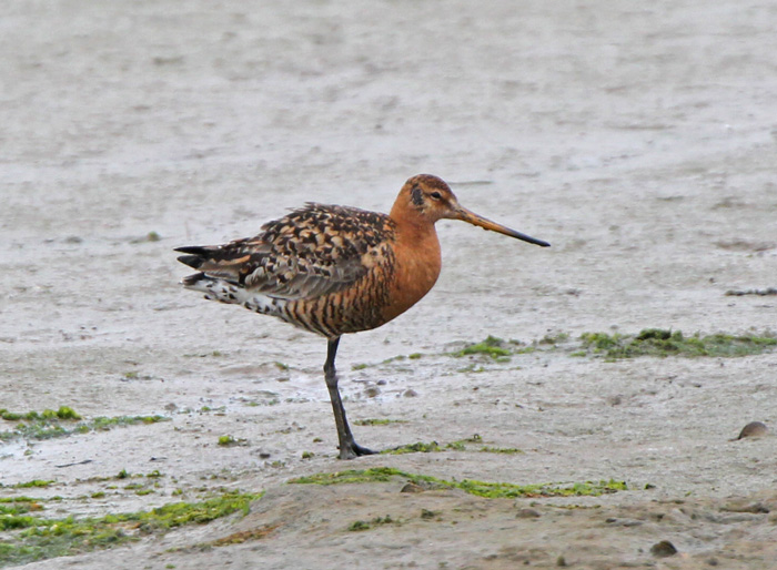 Icelandic Black-tailed Godwit